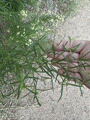 Baccharis neglecta