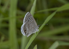 Echinargus isola