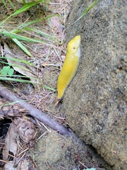 Ariolimax dolichophallus