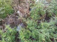 Bidens subalternans