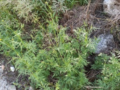 Bidens subalternans