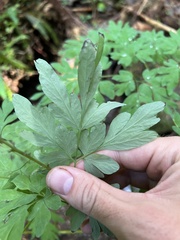 Corydalis scouleri