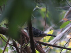 Thamnophilus caerulescens