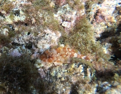 Scorpaena maderensis