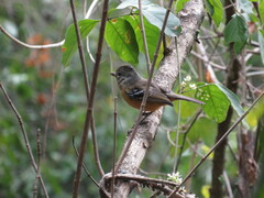 Thamnophilus caerulescens
