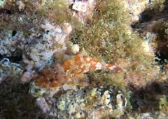 Scorpaena maderensis