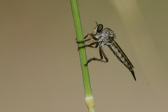 Neomochtherus willistoni