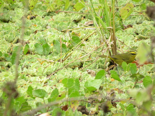 Pale-legged Warbler (Myiothlypis signata), photo 4