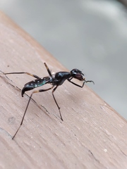 Cardiacephala secunda