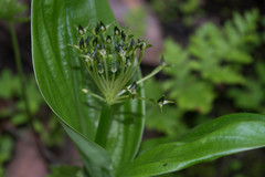 Malaxis brachyrrhynchos