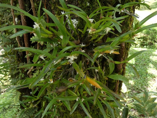 Scaphyglottis prolifera, photograph 5