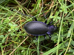 Carabus problematicus