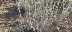 Pseudognaphalium beneolens