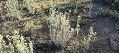 Pseudognaphalium beneolens