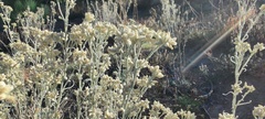 Pseudognaphalium beneolens
