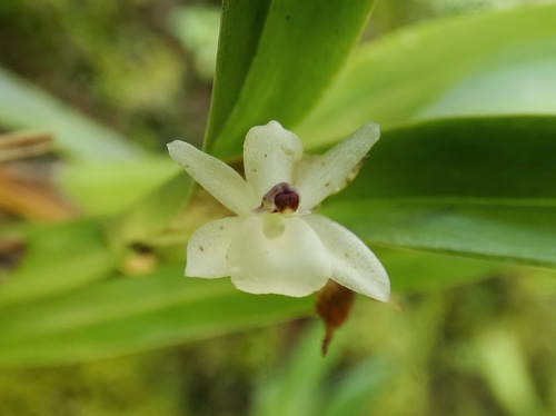 Scaphyglottis prolifera, photograph 6