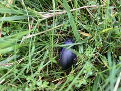 Carabus problematicus