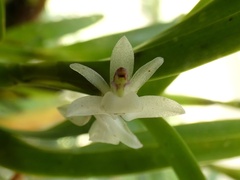 Scaphyglottis prolifera