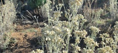 Pseudognaphalium beneolens
