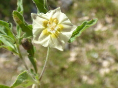 Chamaesaracha sordida