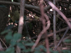 Syndactyla rufosuperciliata