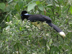 Cyanocorax chrysops