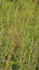 Scirpus pendulus