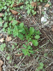 Euphorbia helioscopia