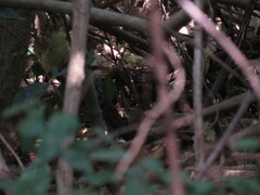 Syndactyla rufosuperciliata