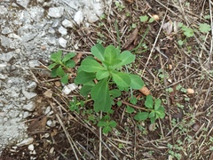 Euphorbia helioscopia