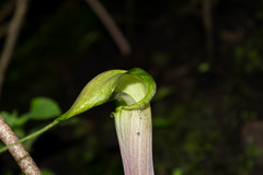 Arisaema macrospathum