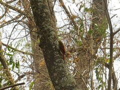 Sittasomus griseicapillus