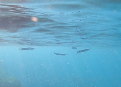 Platybelone argalus