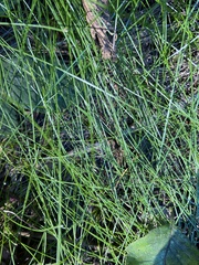 Festuca rubra
