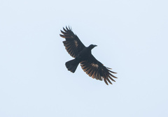 Corvus enca