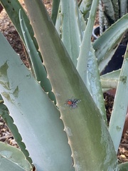Phidippus adumbratus
