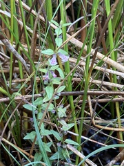 Scutellaria minor