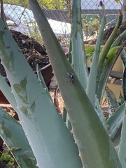 Phidippus adumbratus