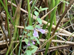 Scutellaria minor