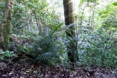 Chamaedorea pochutlensis