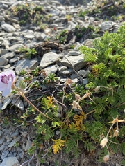 Erodium glandulosum