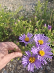 Symphyotrichum oblongifolium
