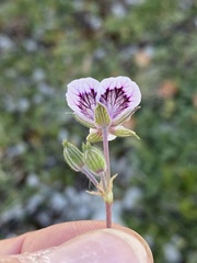 Erodium glandulosum