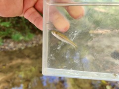 Luxilus chrysocephalus