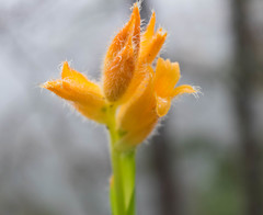 Dichromanthus aurantiacus