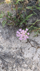 Abronia angustifolia