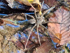 Dolomedes vittatus