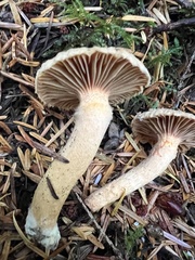 Chroogomphus tomentosus