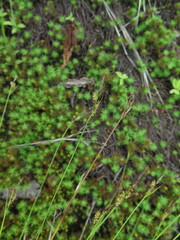 Carex schmidtii