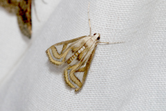 Acentropinae